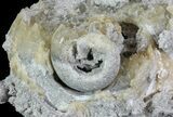 Crystal Filled Fossil Whelk - Rucks Pit, FL #69076-3